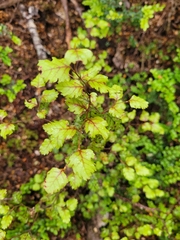 Nothofagus fusca