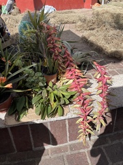 Tillandsia prodigiosa