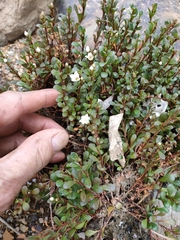 Samolus repens repens