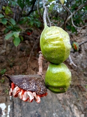 Tabernaemontana tomentosa