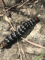 Xanthopastis moctezuma