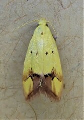 Gymnobathra flavidella
