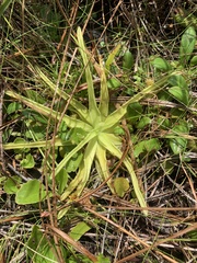 Pinguicula lutea
