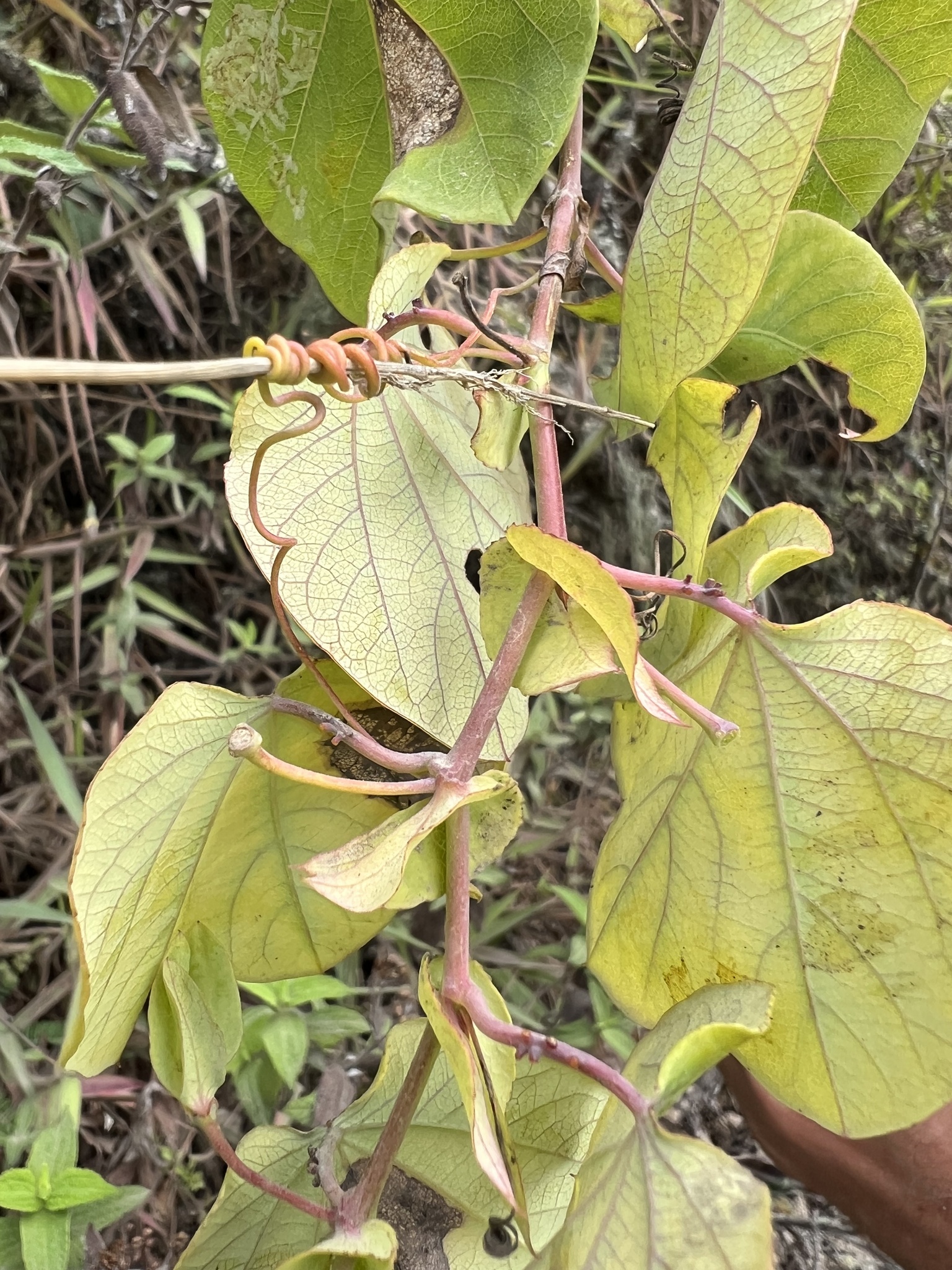 Passiflora dorisiae image