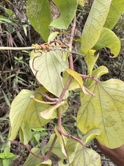Passiflora dorisiae