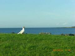 Chroicocephalus ridibundus