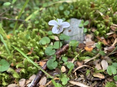 Viola filicaulis