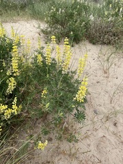 Lupinus arboreus