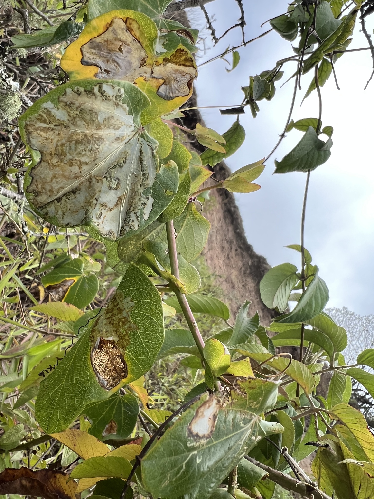 Passiflora dorisiae image