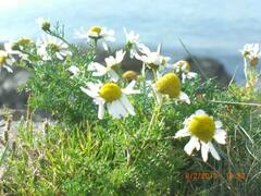 Tripleurospermum
