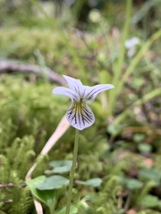 Viola filicaulis