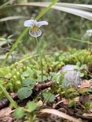 Viola filicaulis