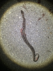 Sistrurus miliarius barbouri