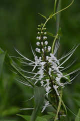 Orthosiphon aristatus