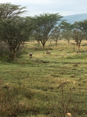 Phacochoerus africanus massaicus
