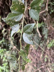 Passiflora exoperculata