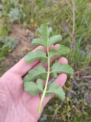 Pastinaca clausii
