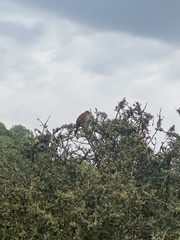 Centropus superciliosus