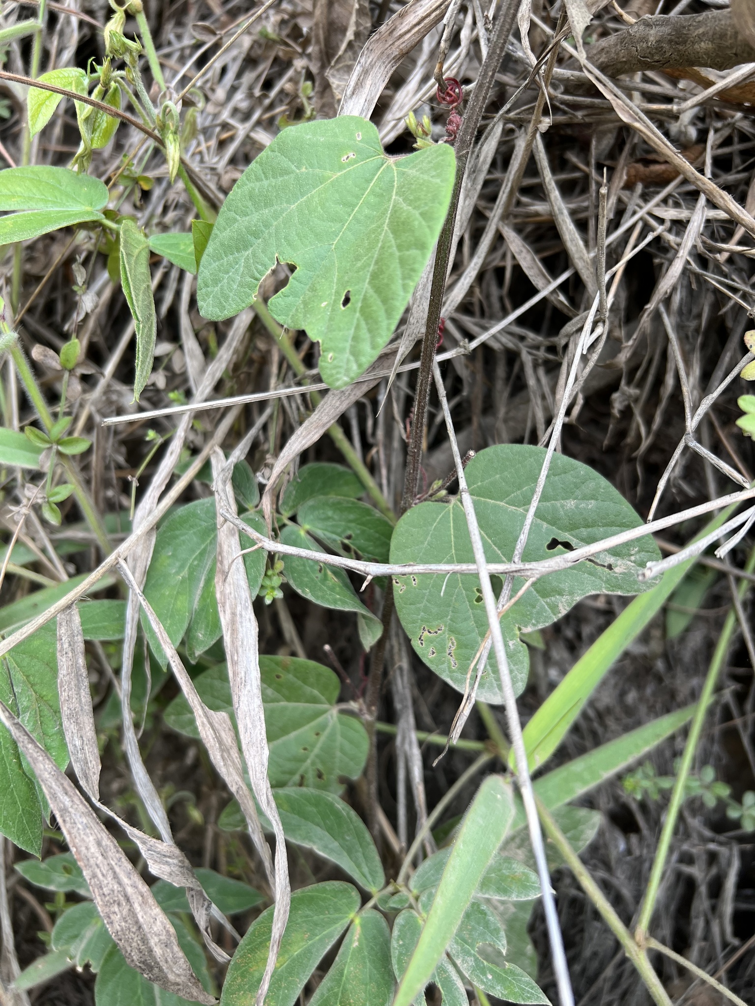 Passiflora sanguinolenta image