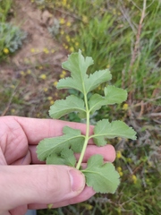 Pastinaca clausii