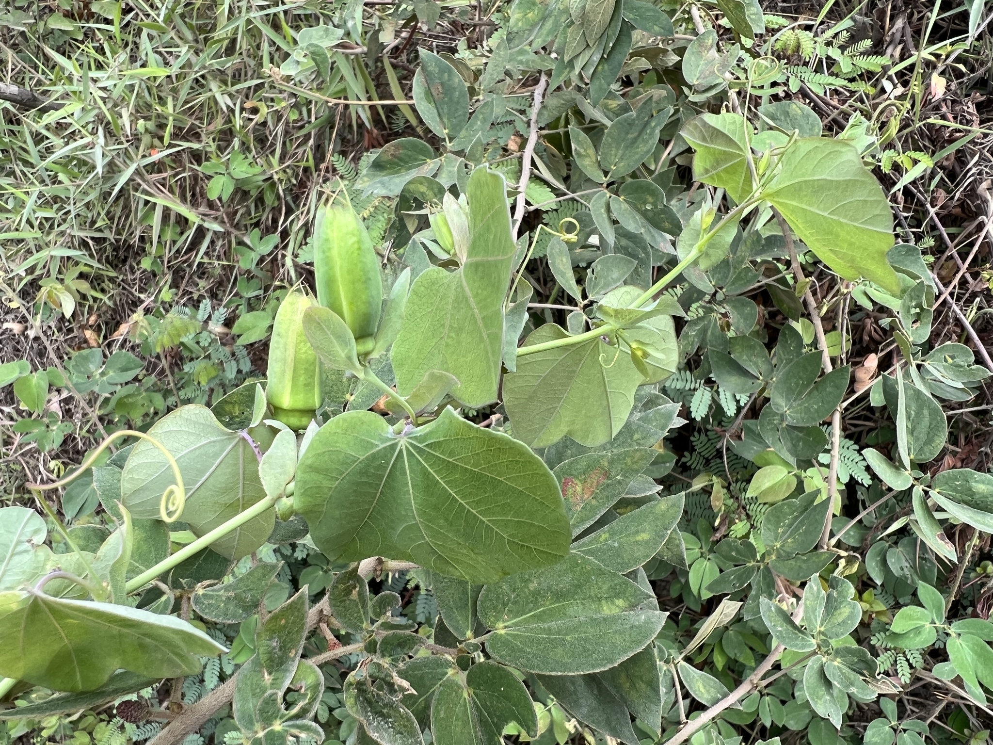 Passiflora dorisiae image