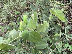 Passiflora dorisiae