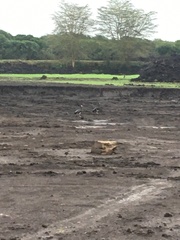 Plectropterus gambensis