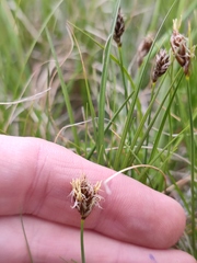 Carex stenophylla