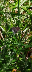 Theclinesthes serpentata