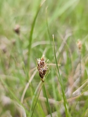 Carex stenophylla