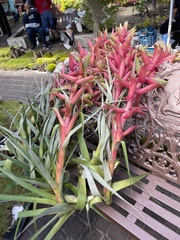 Tillandsia prodigiosa