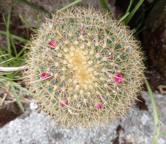 Mammillaria rhodantha