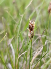 Carex stenophylla