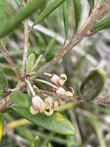 Cheesewood (Pittosporum bicolor)