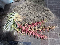 Tillandsia prodigiosa