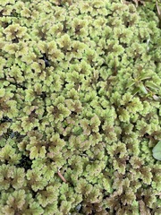 Azolla rubra