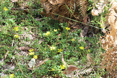 Hibbertia diffusa