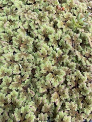 Azolla rubra