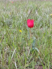Tulipa suaveolens