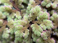Azolla rubra