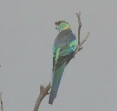 Barnardius zonarius barnardi