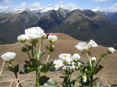Ranunculus lyallii