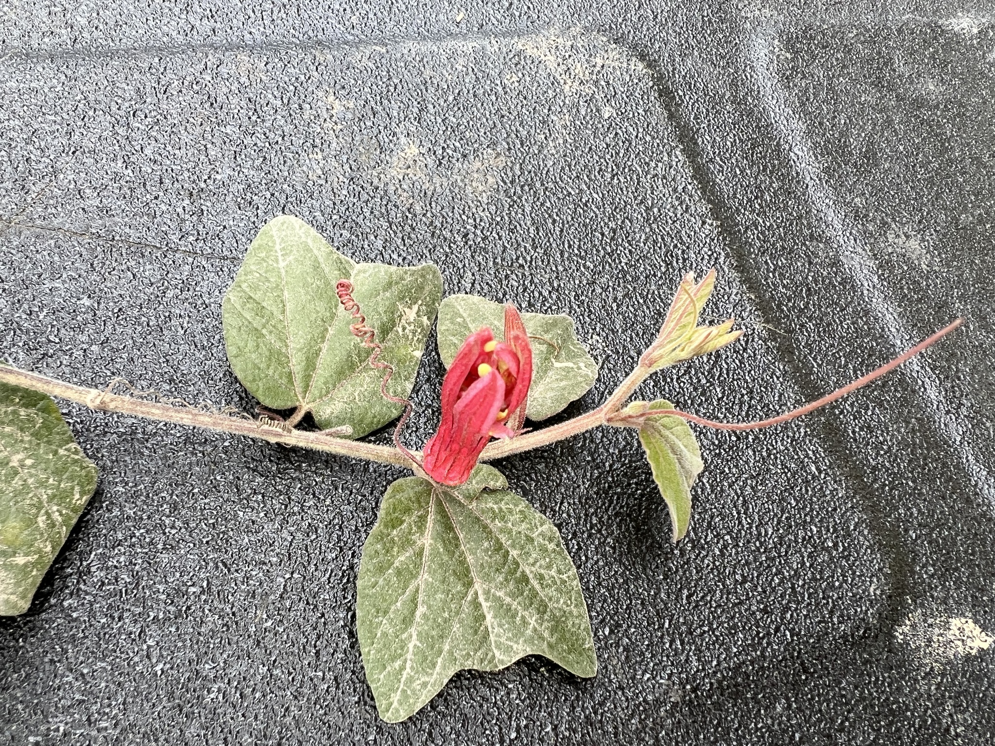 Passiflora sanguinolenta image