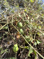 Passiflora manicata