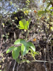 Passiflora manicata