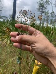 Sabatia macrophylla macrophylla