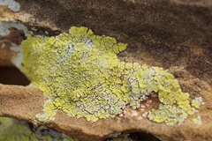 Acarospora socialis