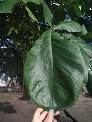 Terminalia