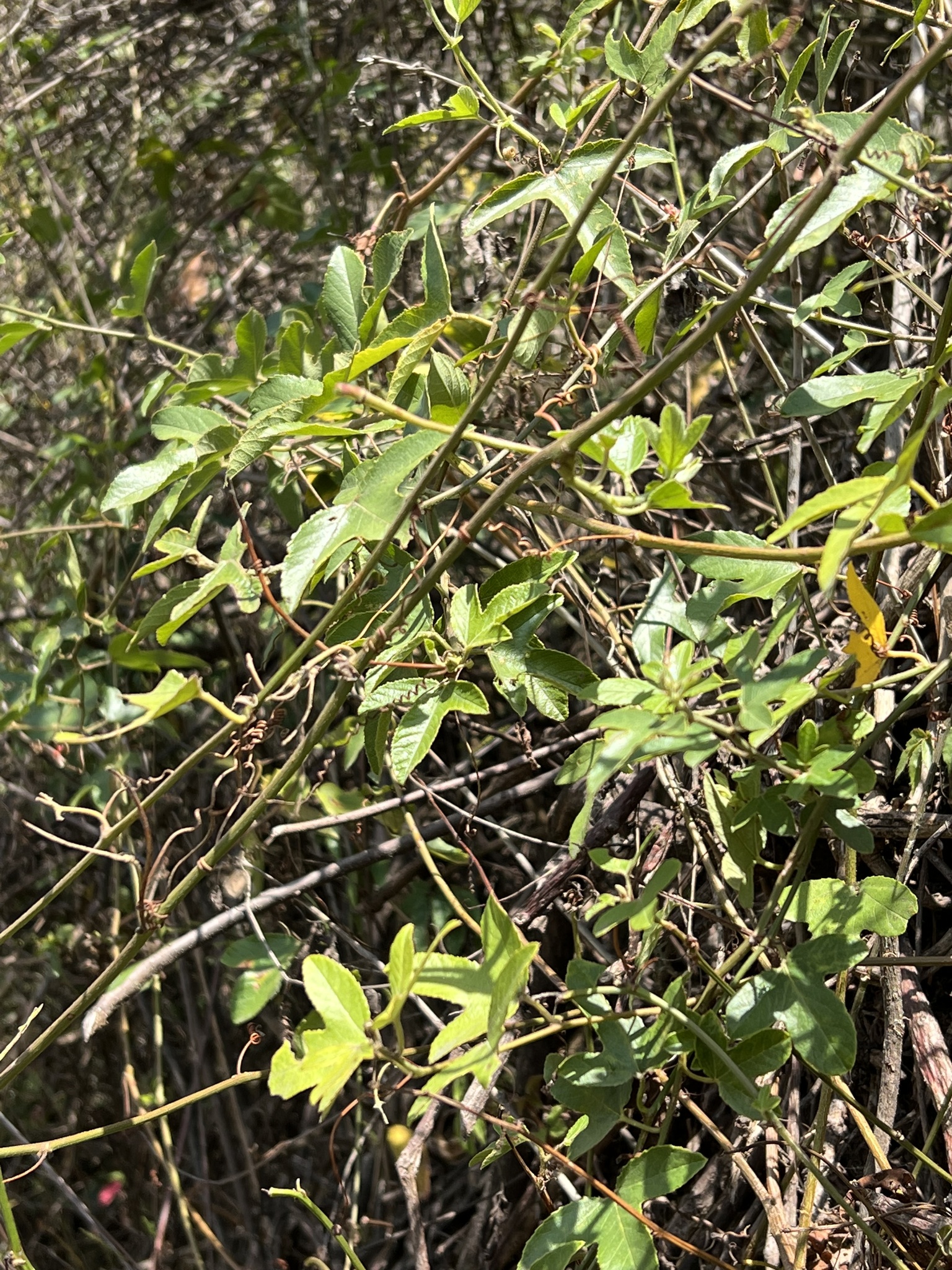 Passiflora manicata image