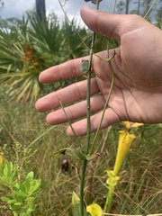 Sabatia macrophylla macrophylla